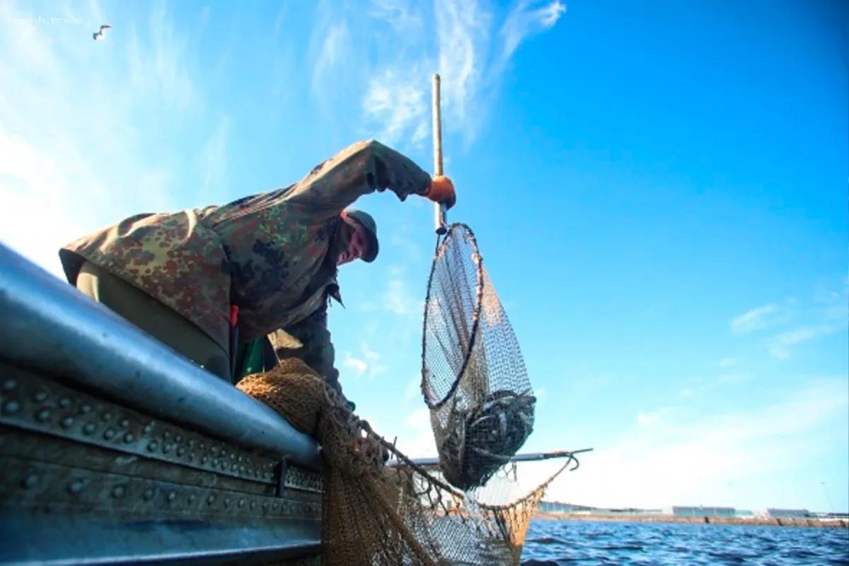 В Санкт-Петербурге количество торговых точек с корюшкой увеличится на 26%