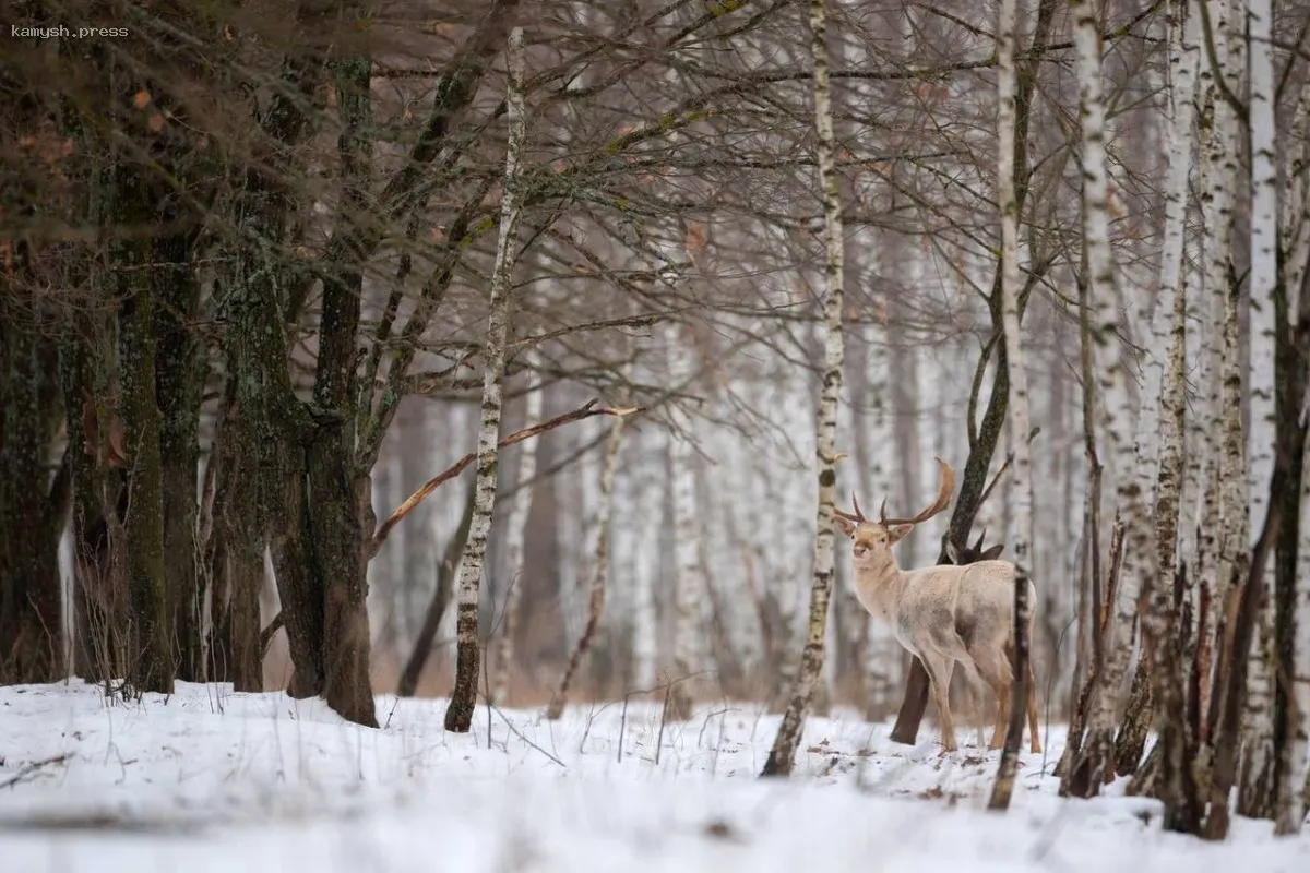 Как увидеть уникальную лань-альбиноса в парке «Олений» Липецкой области