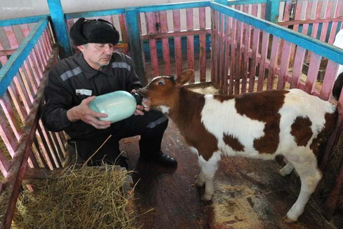 В исправительных учреждениях Новосибирской области усиливают развитие подсобных хозяйств в рамках программы реабилитации осужденных