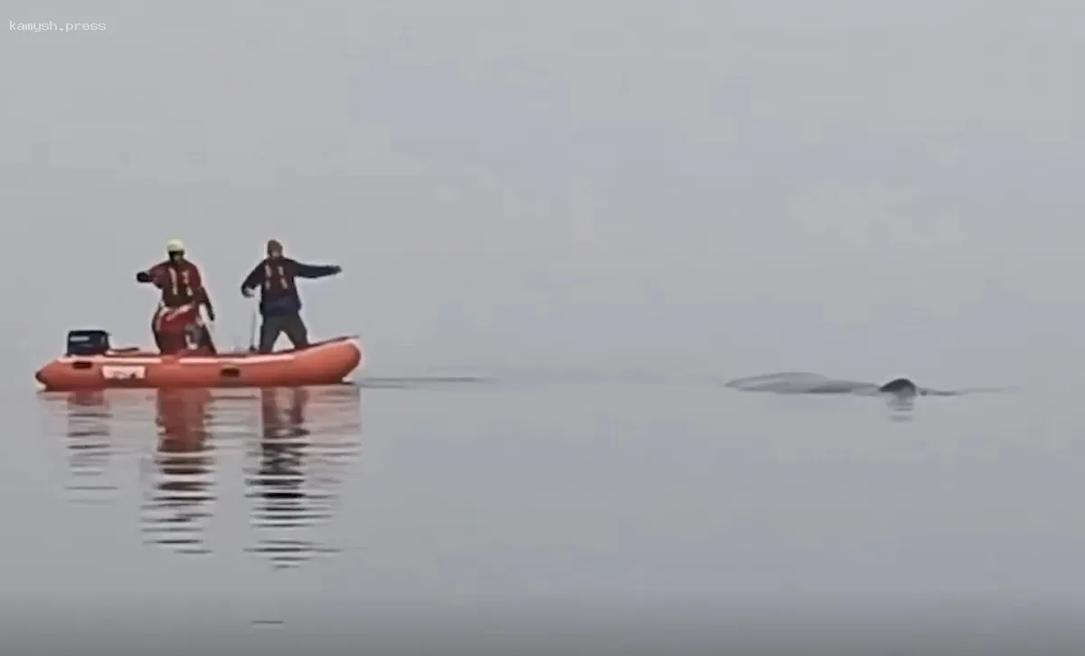 Горбатый кит стал жертвой рыболовных сетей у польского побережья Балтики
