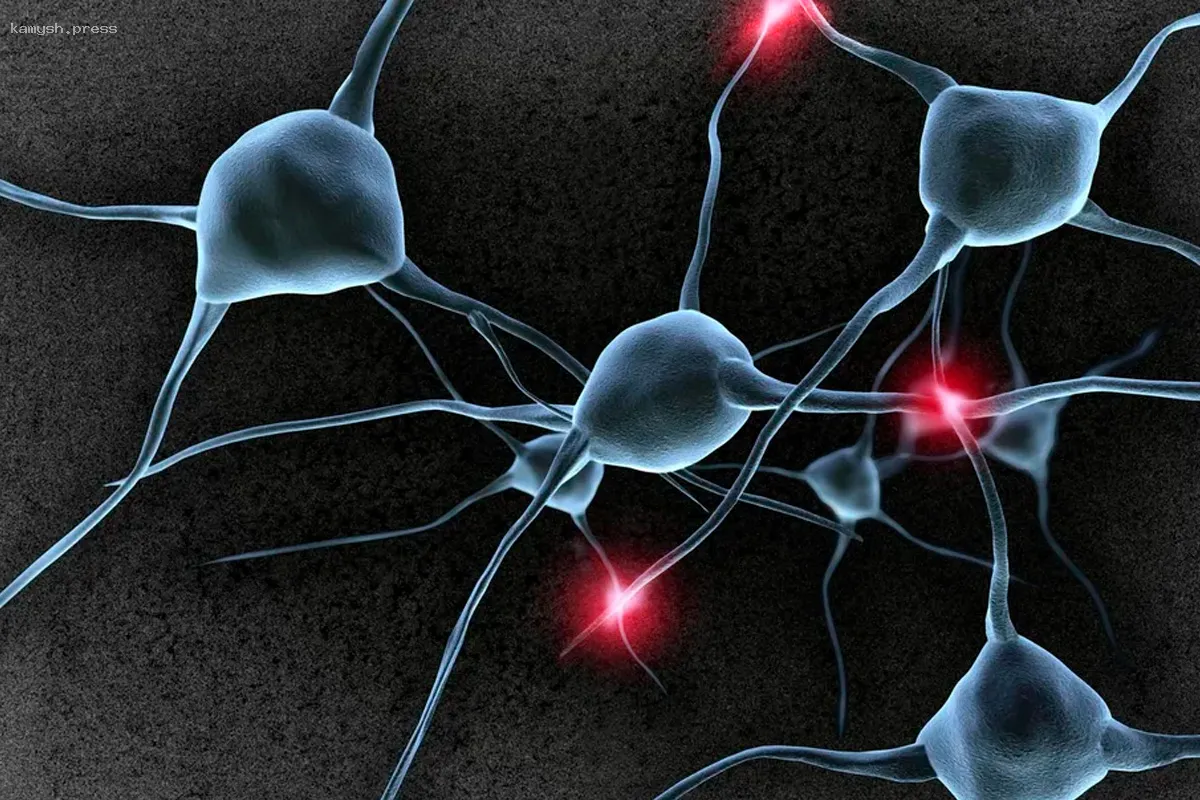 Эколог Илья Рыбальченко предупредил о рисках биокомпьютера CL1