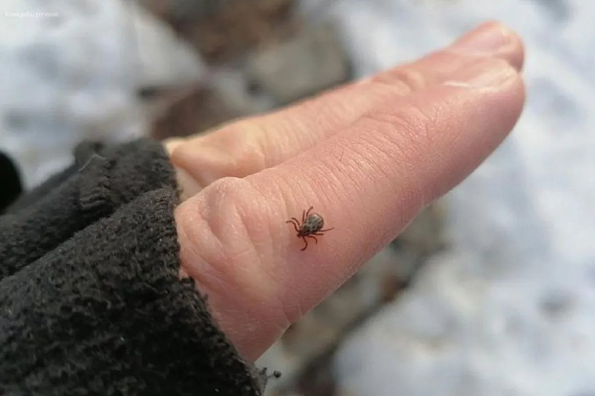 Карелия запускает вакцинацию против клещевого энцефалита