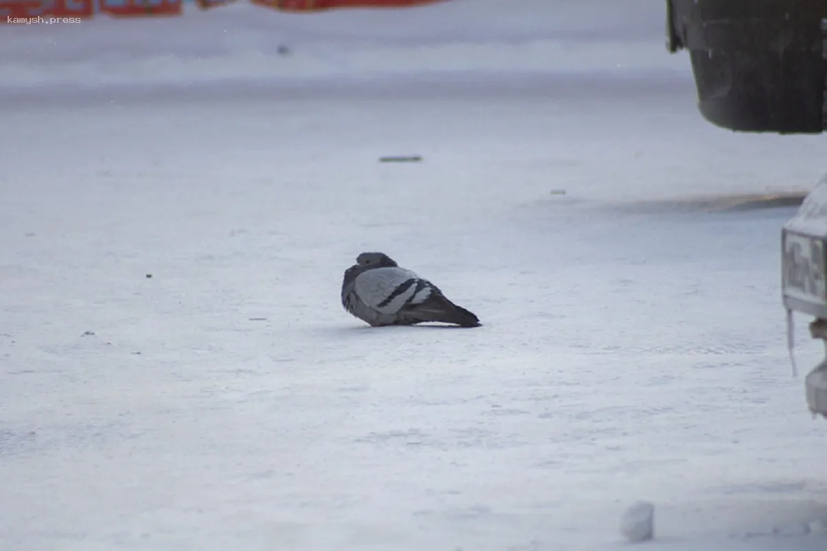 Новосибирцев тревожат предстоящие сильные морозы