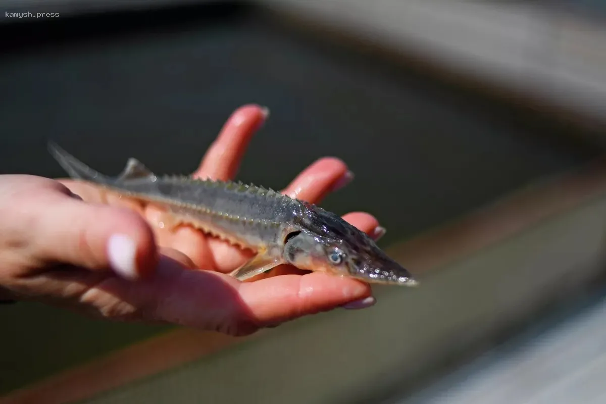 В Магаданской области тестируют разведение осетров в условиях колымских зимних холодов
