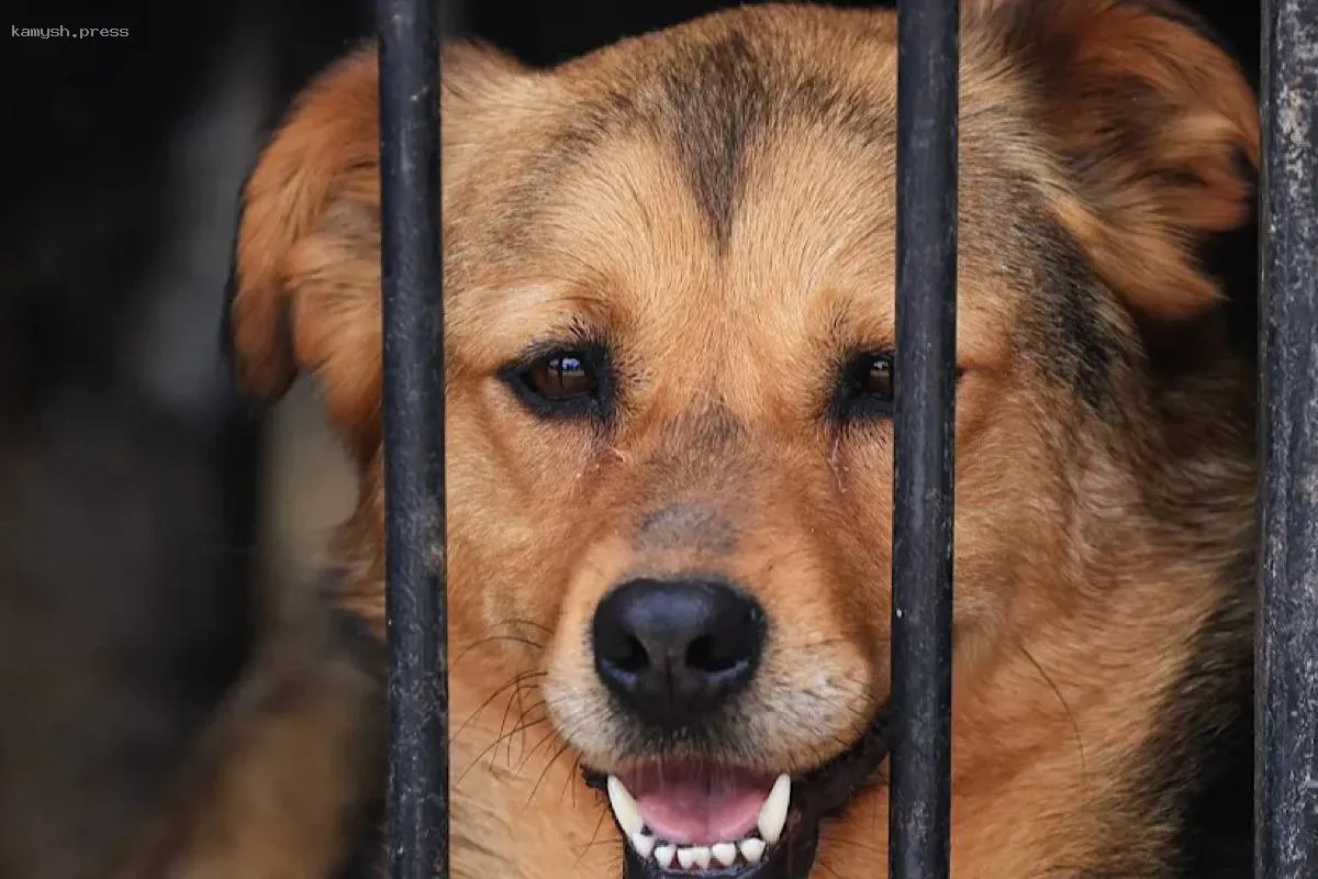 Госдума выразила недовольство правительством из-за бездействия по проблеме бездомных животных