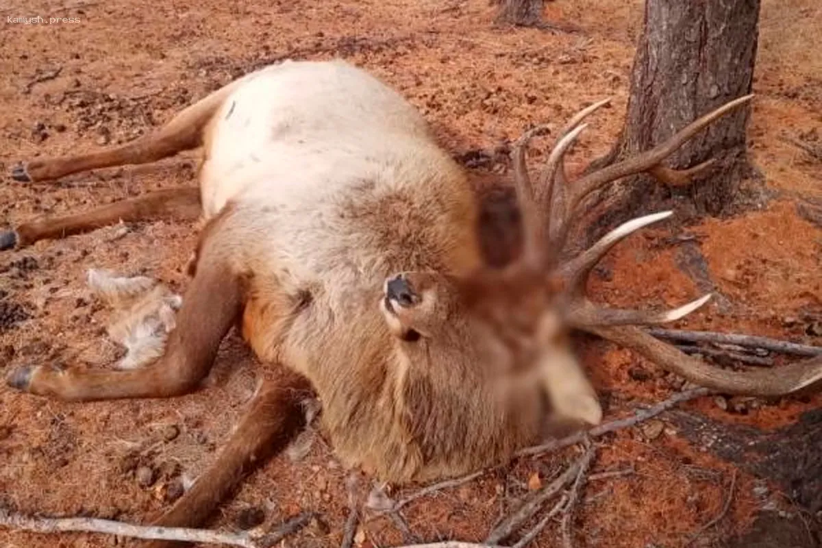 В Забайкалье стартовала проверка по факту отстрела маралов на ферме