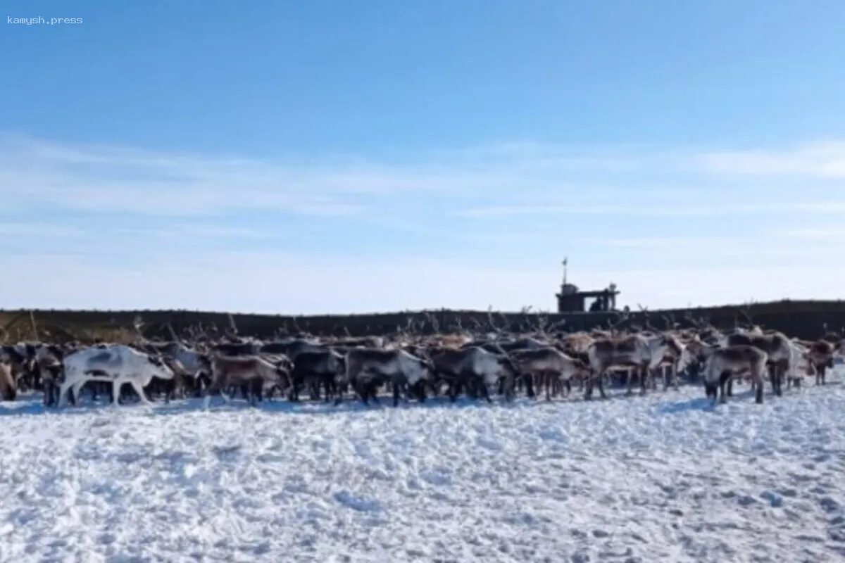 Будущие ветеринары Чукотки отправятся в тундру на практику