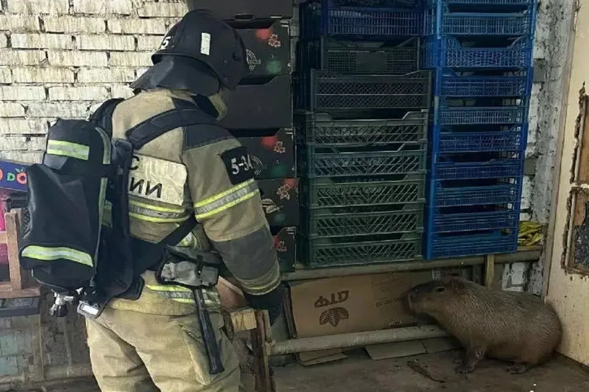 В зоопарке Ростова-на-Дону произошел пожар в вольере с капибарами