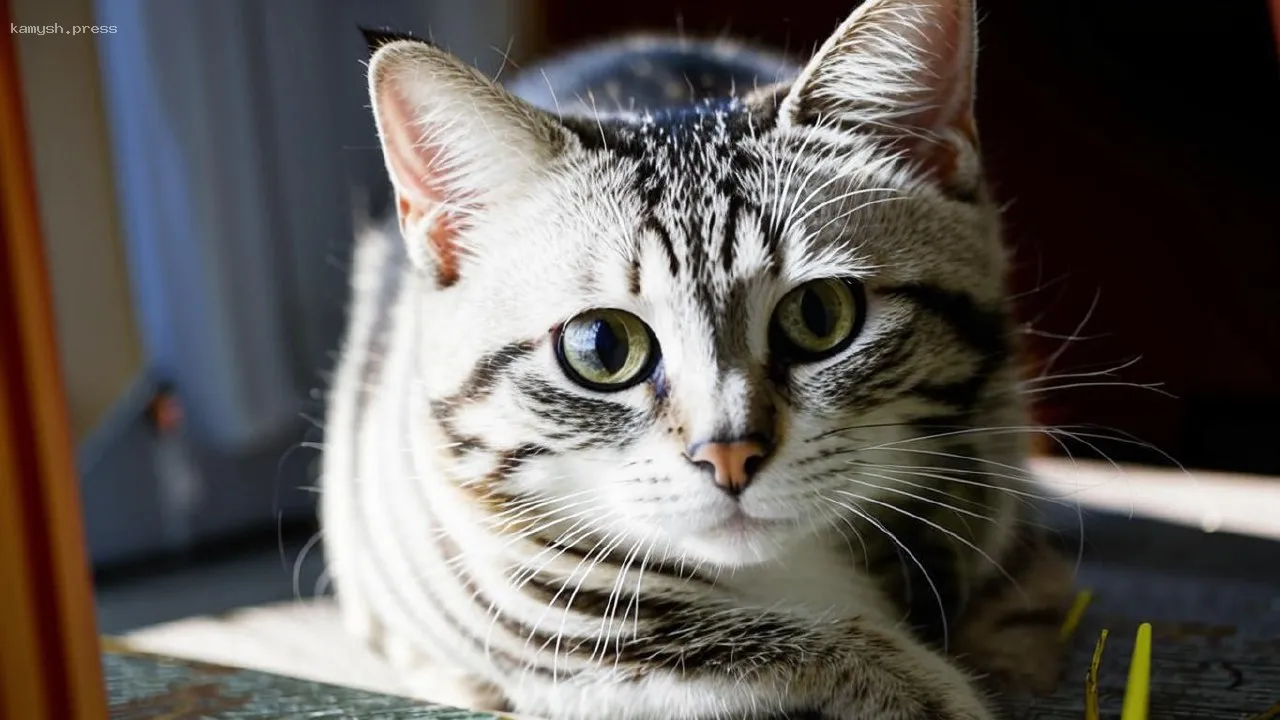 Специалист Волков раскрыл способы определения признаков печали у домашних животных