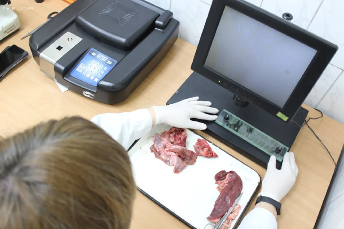 В Удмуртии в мясе диких животных обнаружены трихинеллез, цистицеркоз и эхинококкоз