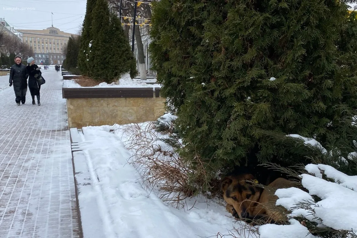 В Орловской области выделено 23 миллиона рублей на отлов и стерилизацию бездомных животных