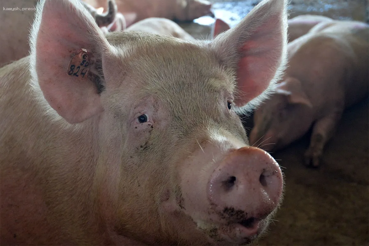 Все свиньи в Новосибирской области зарегистрированы
