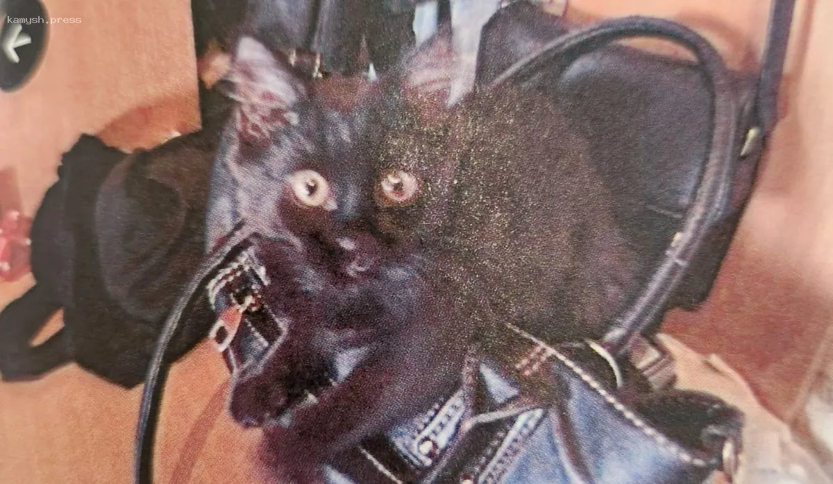 Петербуржец подал иск к экс-партнёрше из-за кота