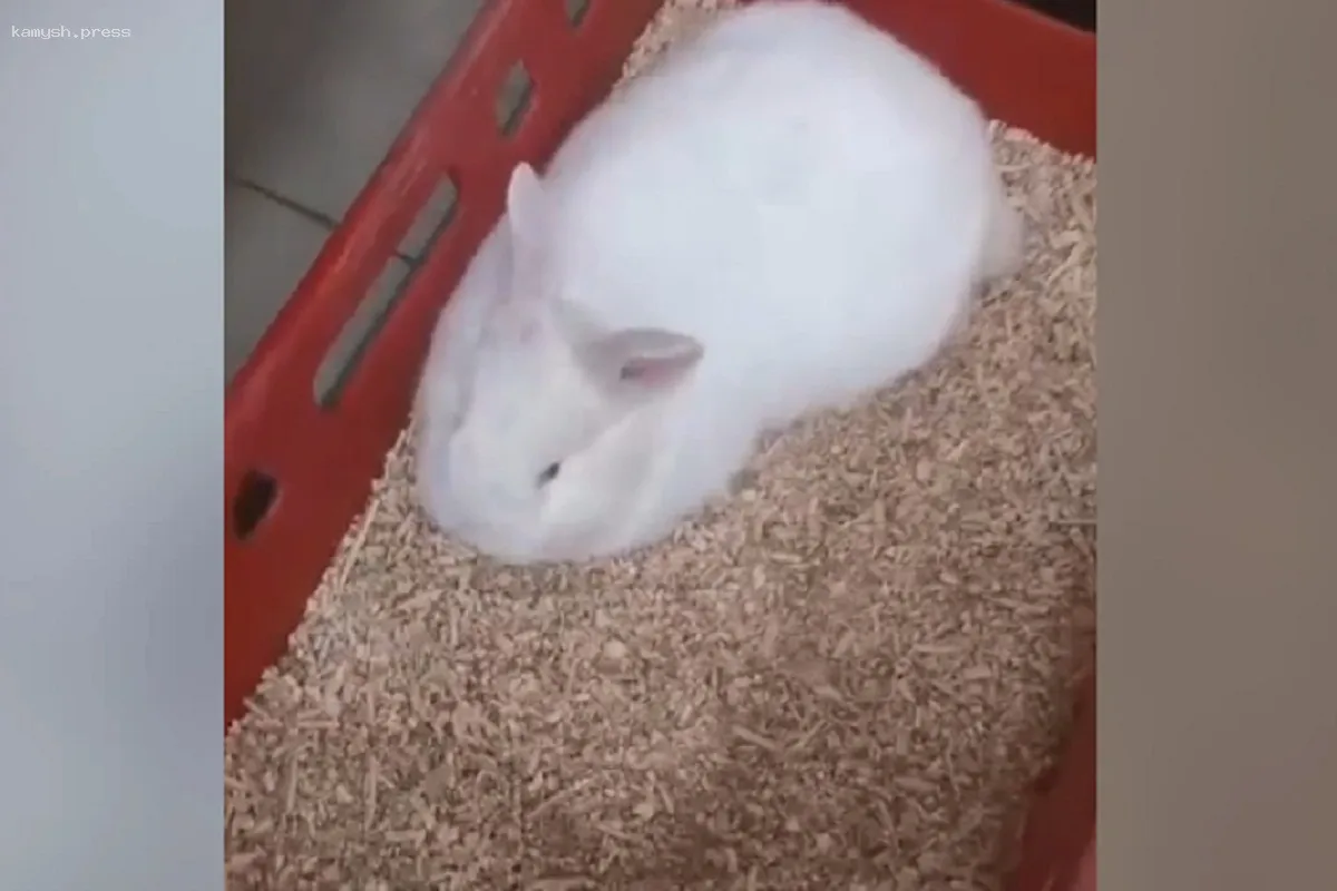 Домашнего кролика задержали в Советском районе Новосибирска