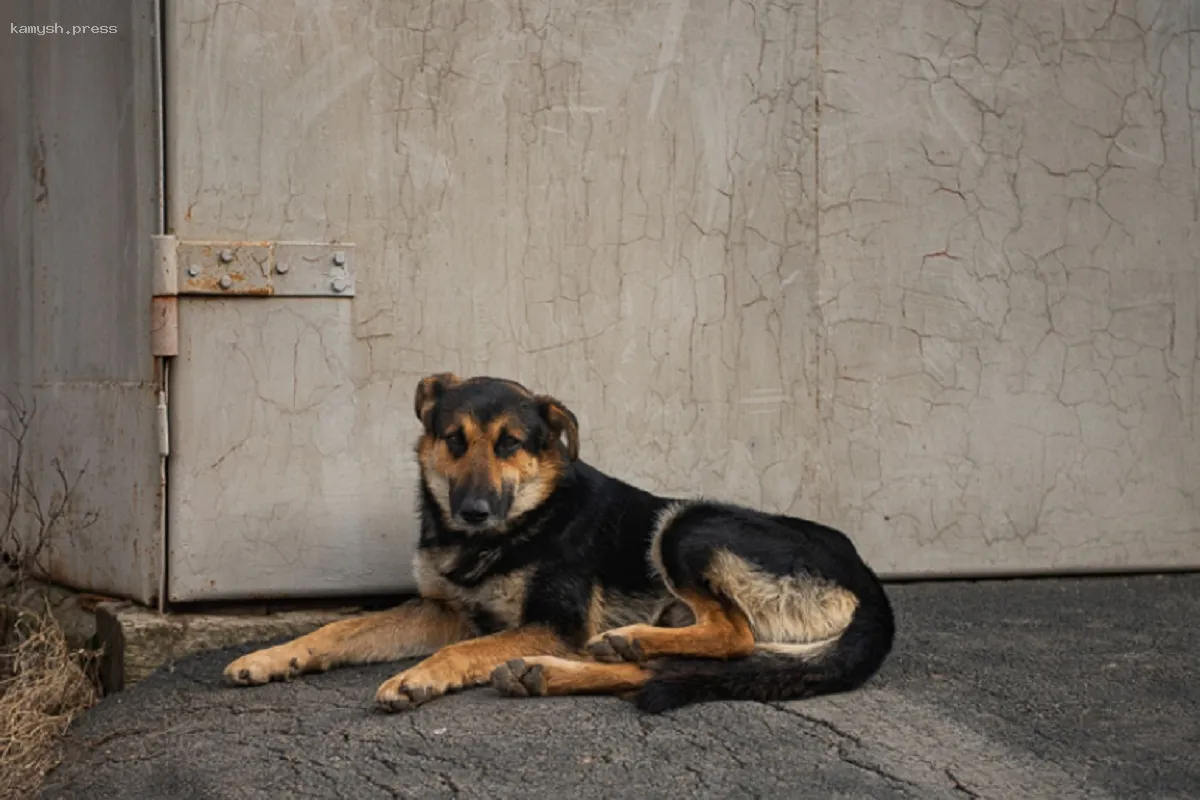 В Таганроге за короткий срок поймали 16 бродячих собак