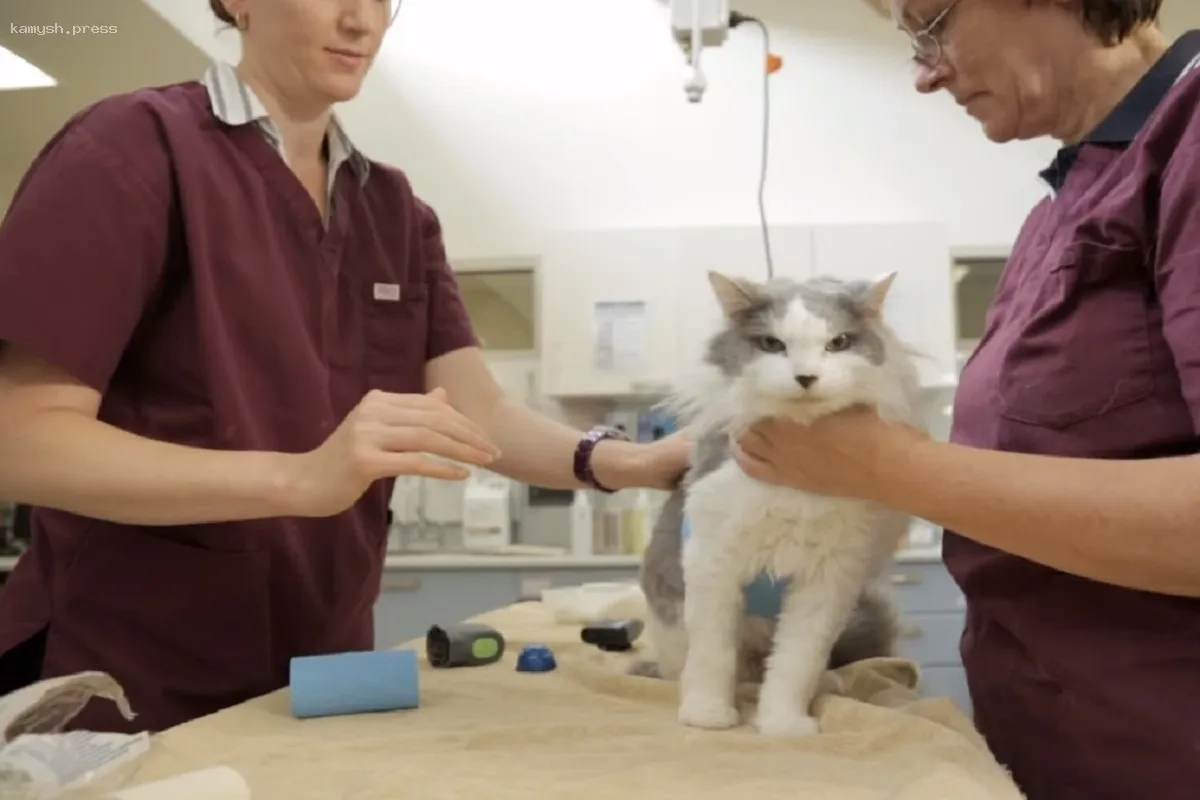 С марта в Омской области вступят в силу новые правила реализации ветеринарных медикаментов