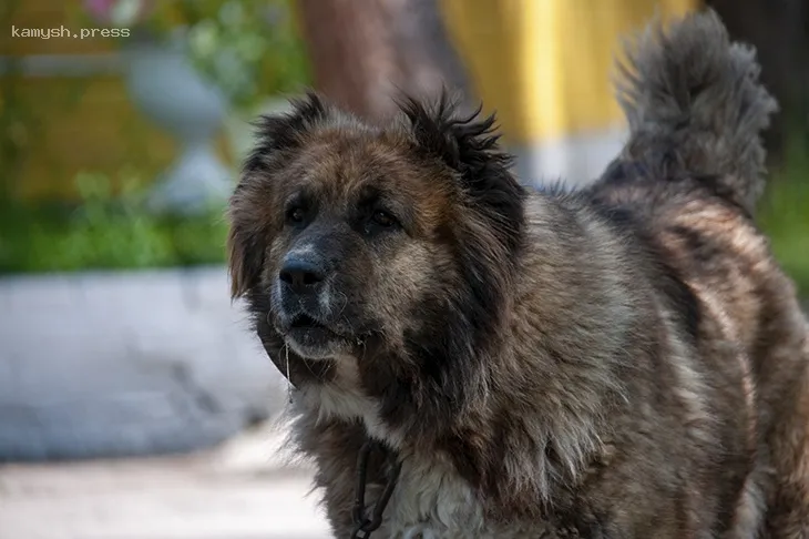 В Госдуме предложили ужесточить наказание за нападения собак на граждан
