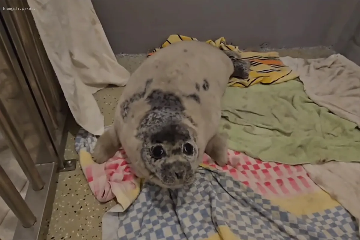 Во Владивостоке спасли пятнистого тюленя, пострадавшего от собак