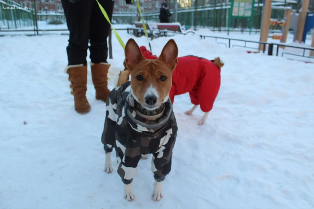 Шведские исследователи раскрыли влияние собак на здоровье людей