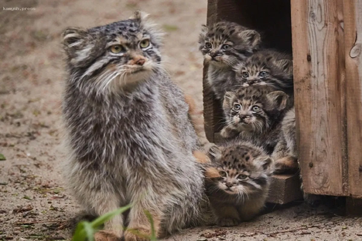 В Новосибирском зоопарке появились детеныши у 270 видов животных