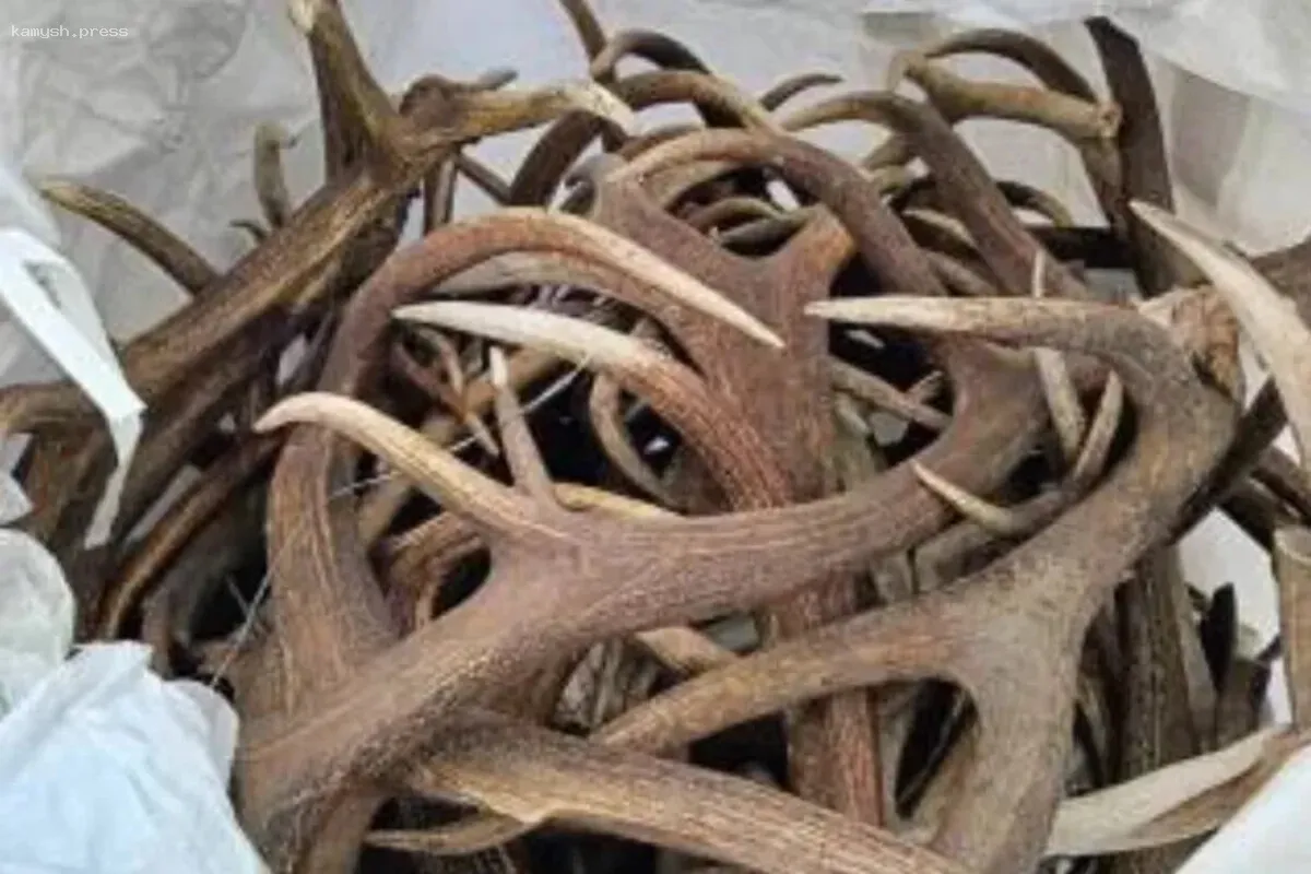 Рога амурских лосей и оленей станут китайскими подарками