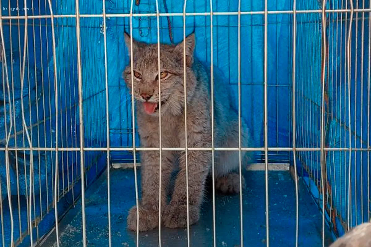 В Забайкалье задержали рысь, бродившую по деревенской улице