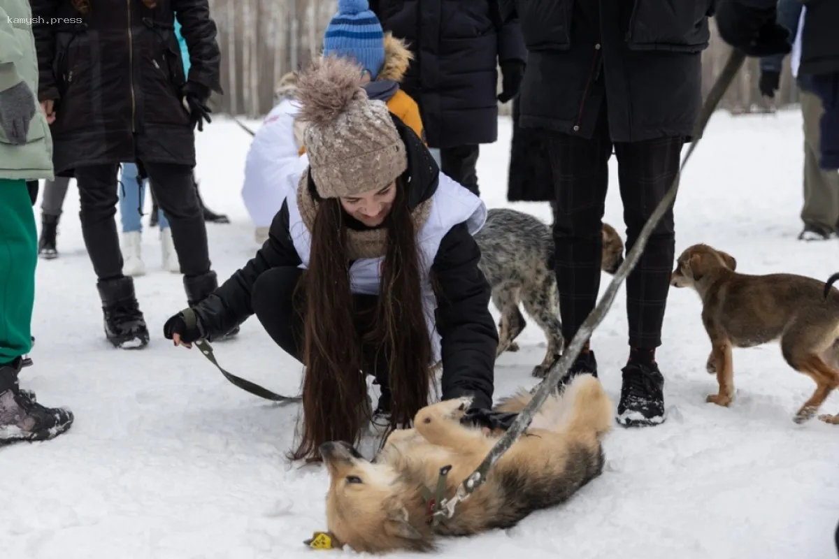 В Татарстане хотят ввести штрафы для владельцев собак