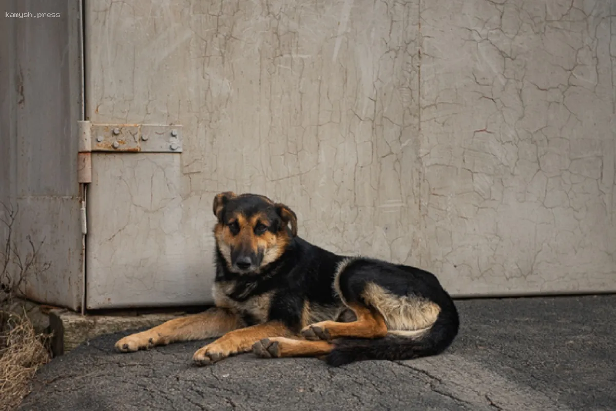 Власти Новосибирской области разрабатывают изменения в закон о животных