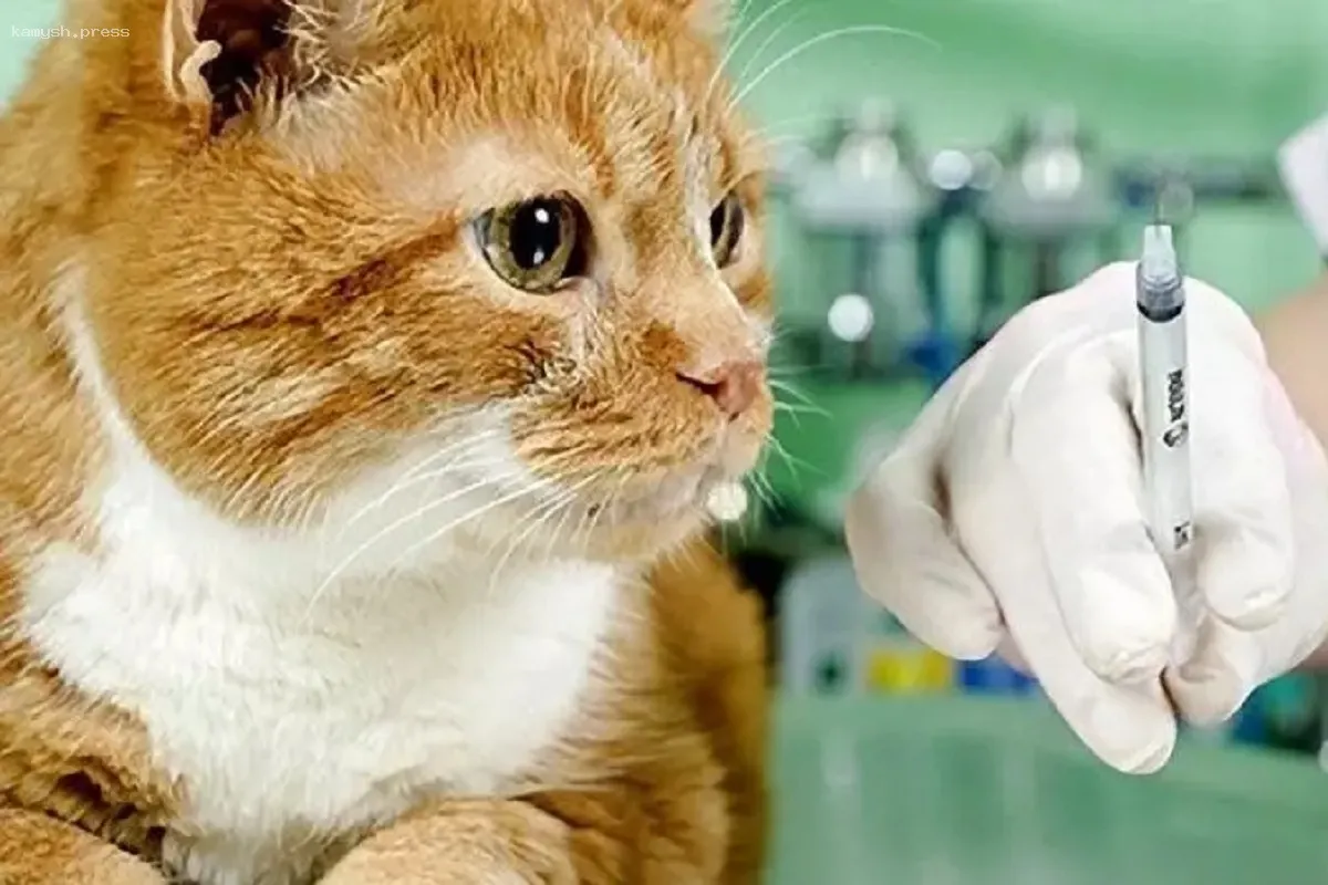 В Челябинске начинается бесплатная вакцинация против бешенства