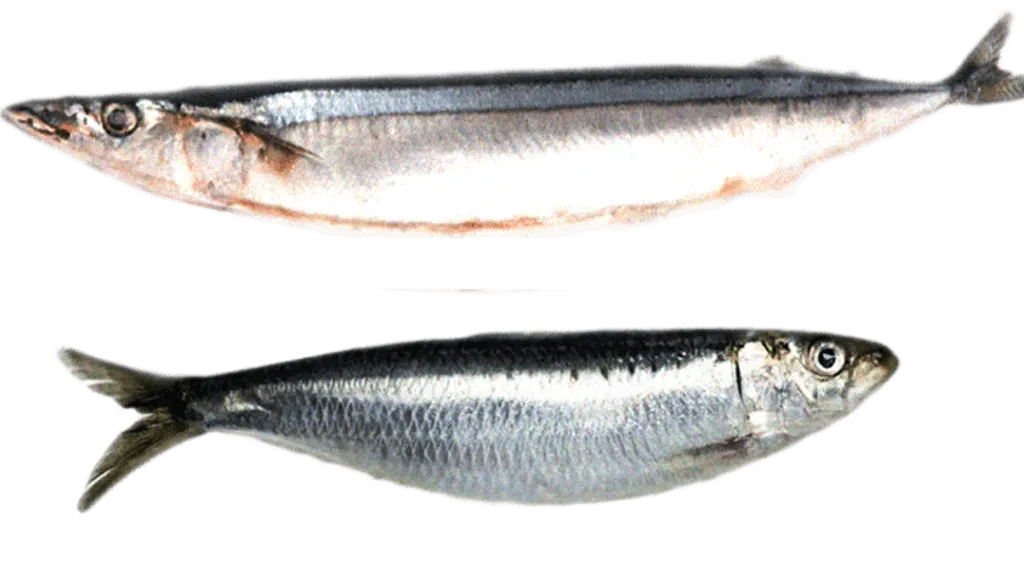 В Брянске изъяли 92 кг поддельных консервов с сайрой