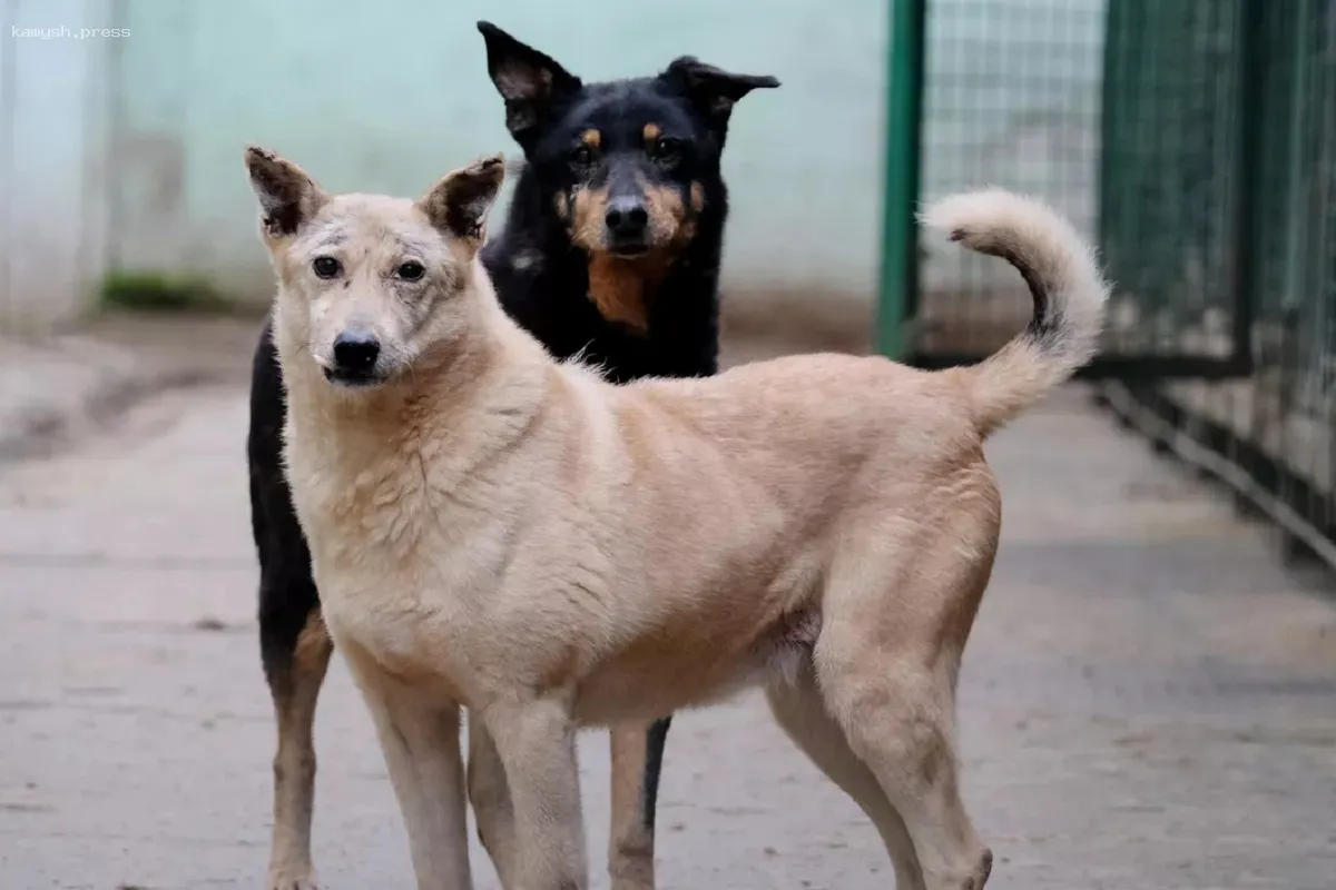 В Удмуртии благодаря отлову и стерилизации случаев нападения собак на людей стало меньше