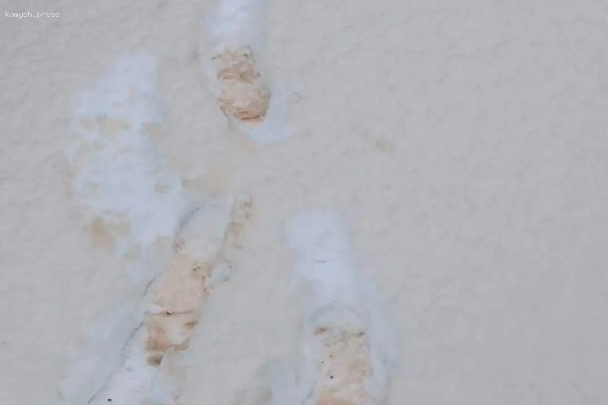 Раскрыты причины, почему снег в Приморье стал желтым