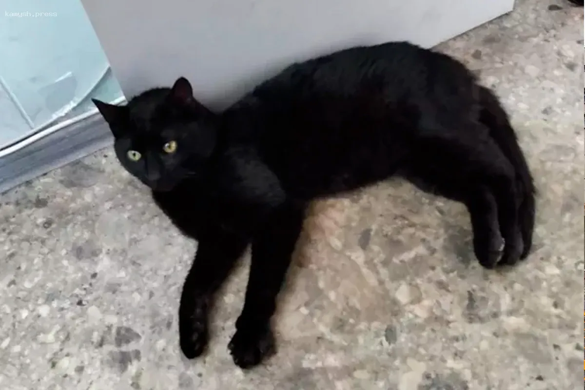 Кот из Стамбула оказался в Новороссийске из-за таможенных ограничений