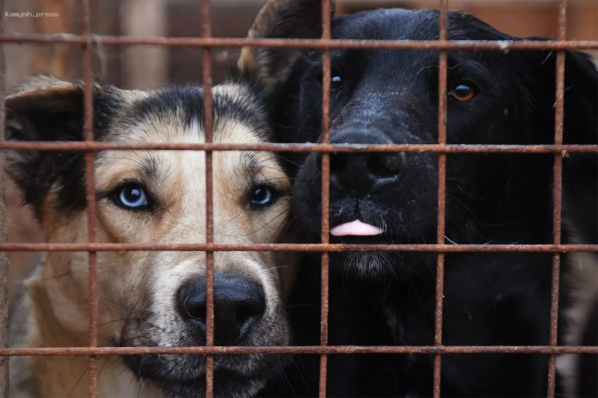 В Ульяновске разгорелись споры вокруг законопроекта об эвтаназии бездомных животных