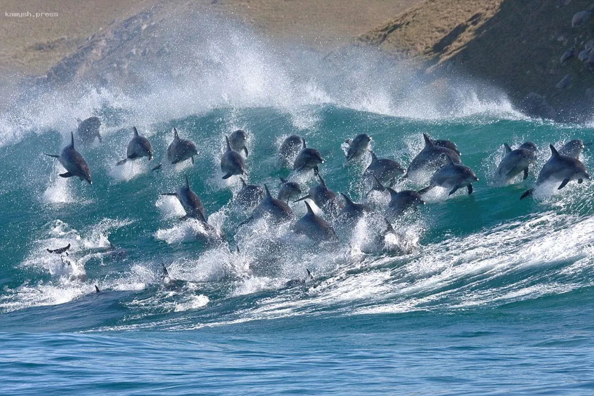 В заливе Монтерей в Калифорнии зафиксирована огромная стая дельфинов численностью 2000 особей