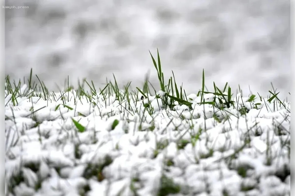 Отчет администрации Волгоградской области о состоянии зимних посевов