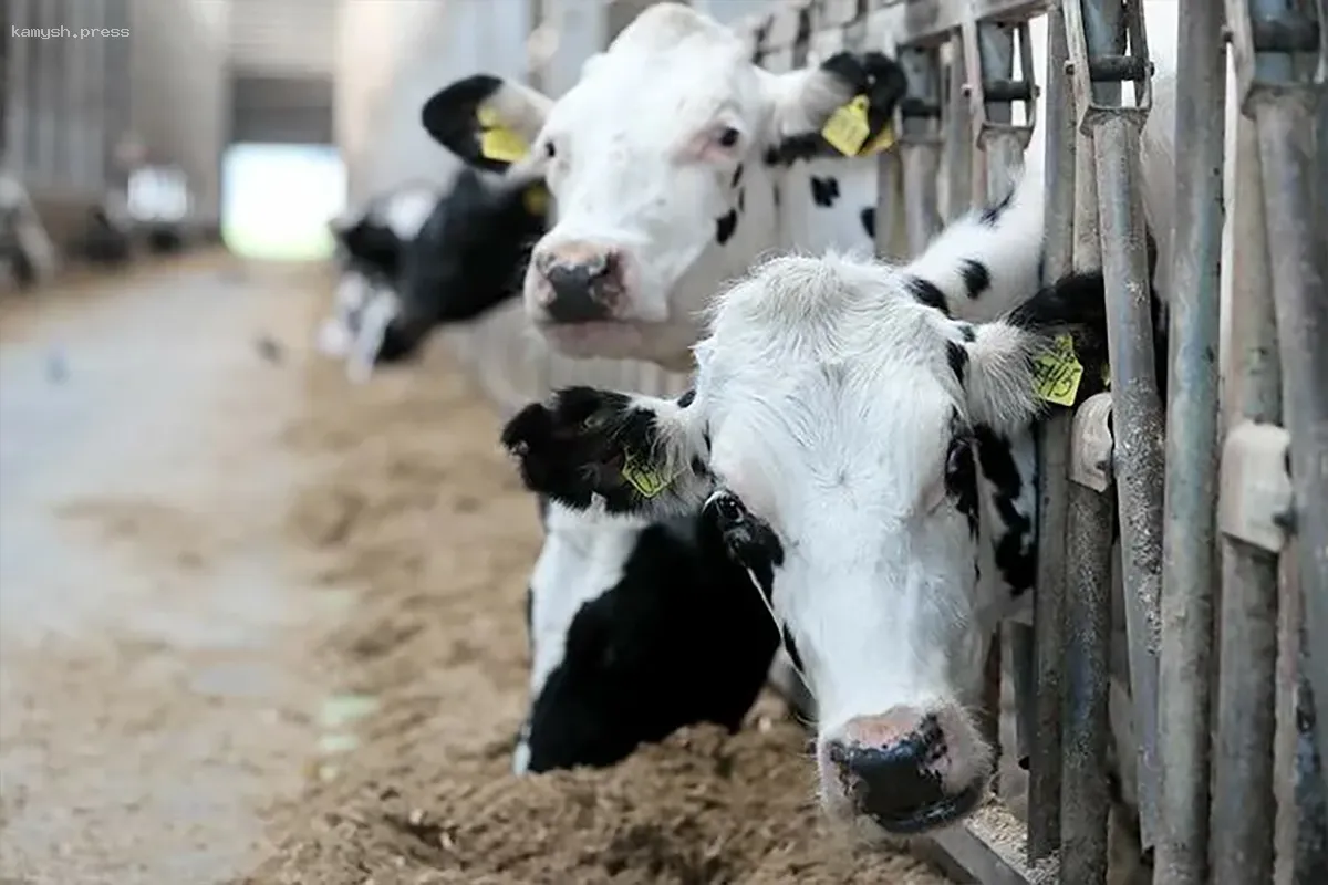 Власти Марий Эл выделят 415 миллионов рублей для поддержки молочного сектора