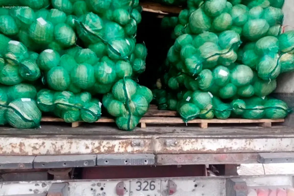 В Курганской области приостановлен импорт капусты из-за несоответствия фитосанитарным требованиям