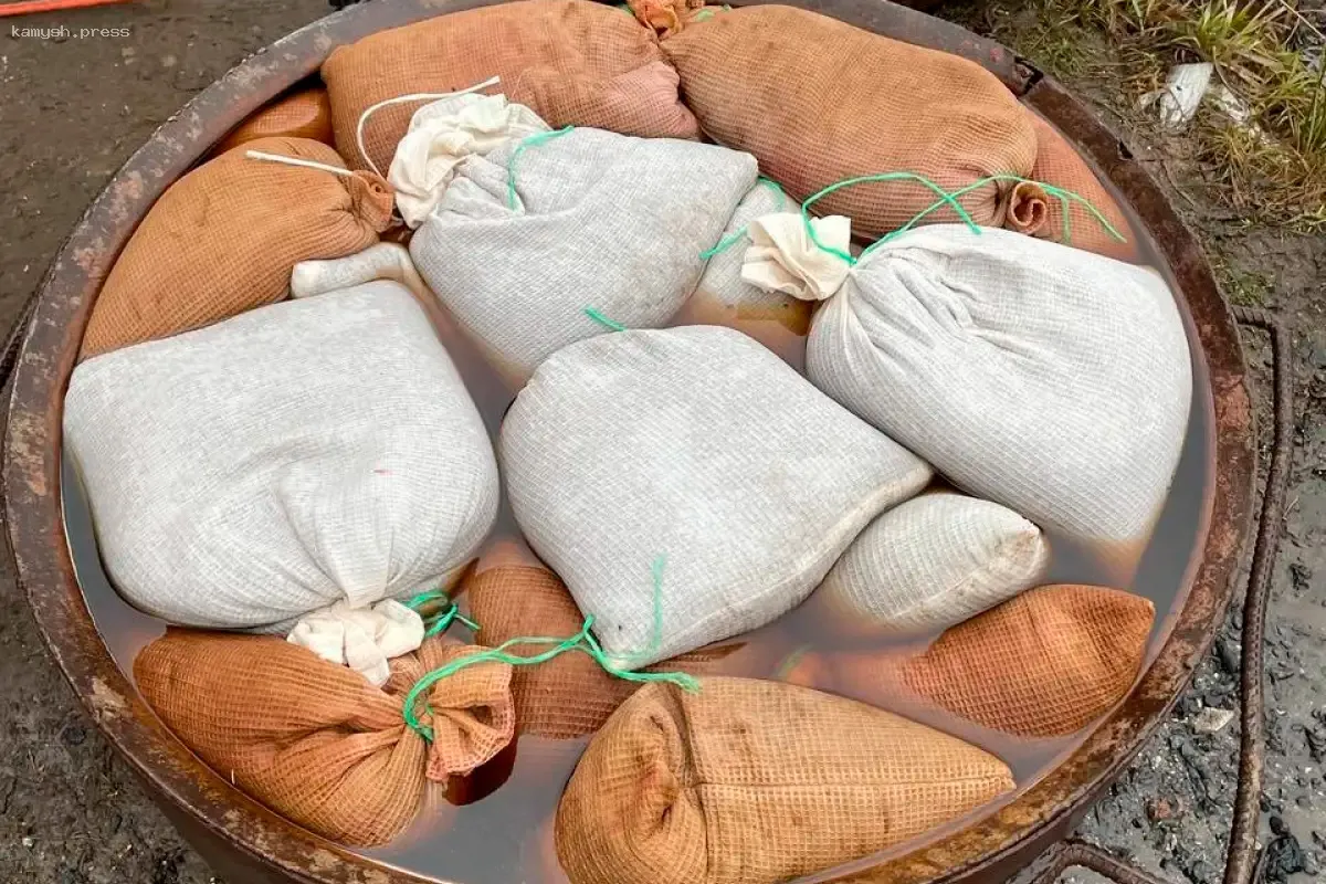 В Новгородской области подготовили семена ели к зимним условиям