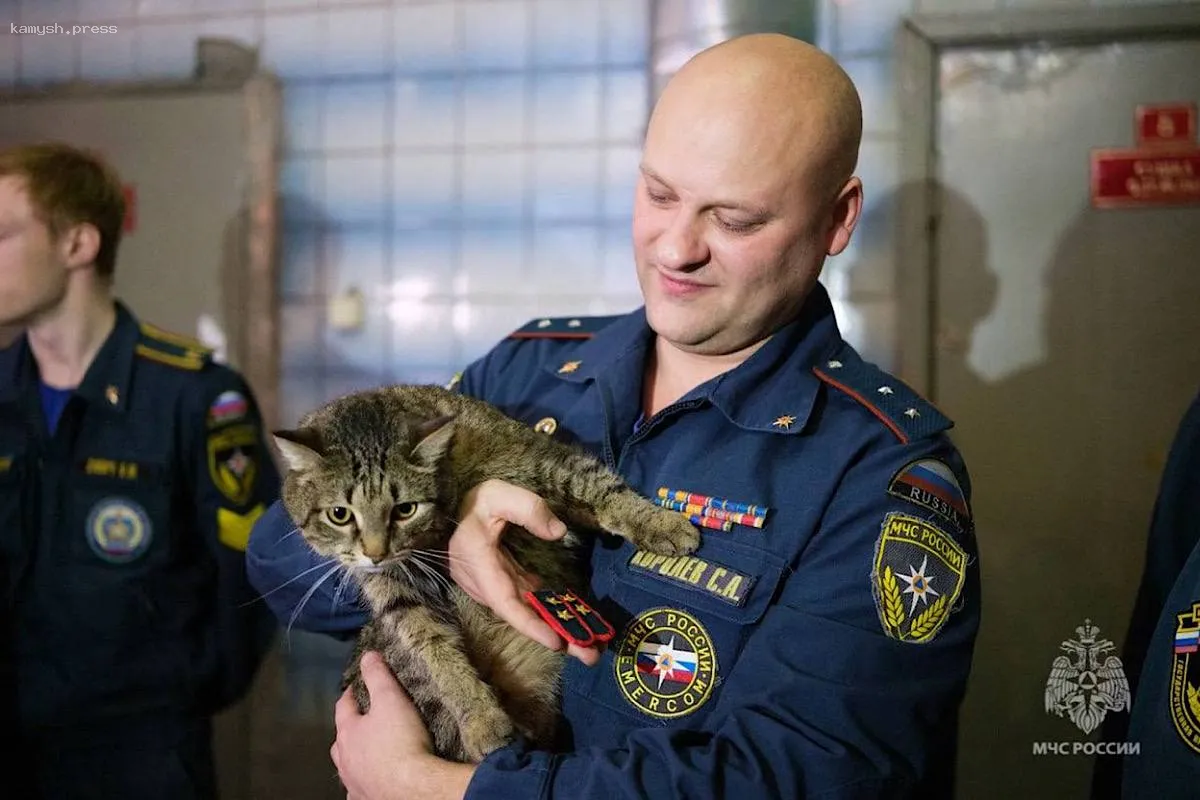 Кот-прапорщик Толик из столицы России стал международной звездой, попав в список победителей премии «Мой ласковый и нужный зверь»