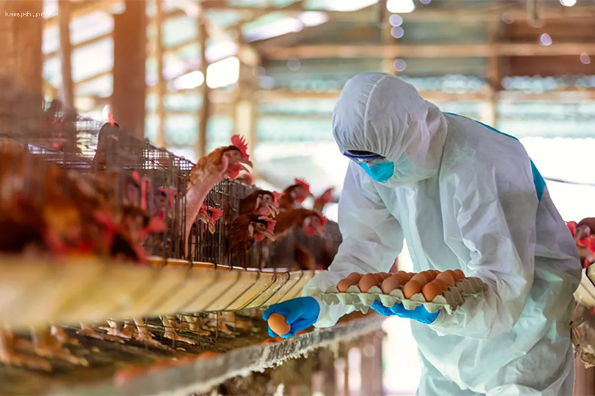 Учёные предупреждают о серьезной угрозе пандемии птичьего гриппа