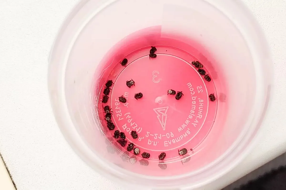 Уфимцам напомнили о важности вакцинации против клещевого энцефалита