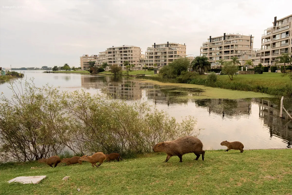 Тысяча капибар оккупировала город