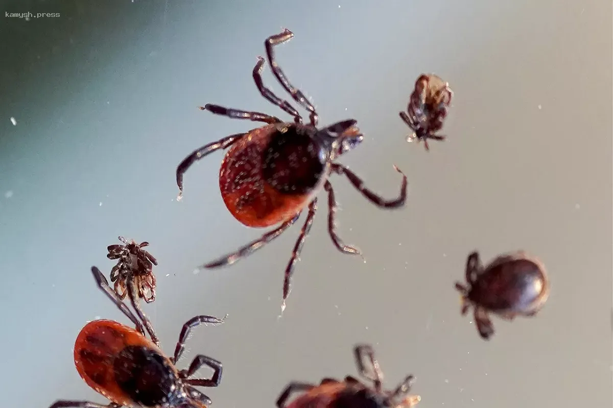 В Новосибирском регионе цена на репелленты увеличилась на 13%