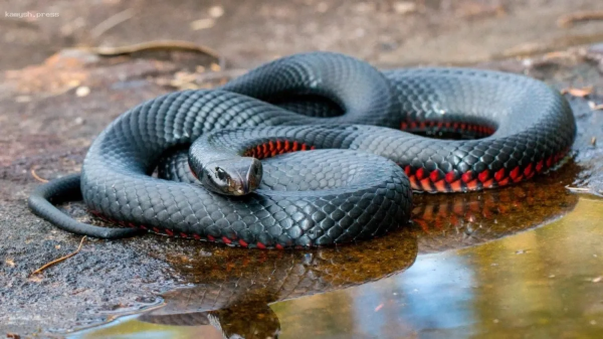 Сотрудник зоопарка в Москве стал жертвой укуса ядовитой змеи