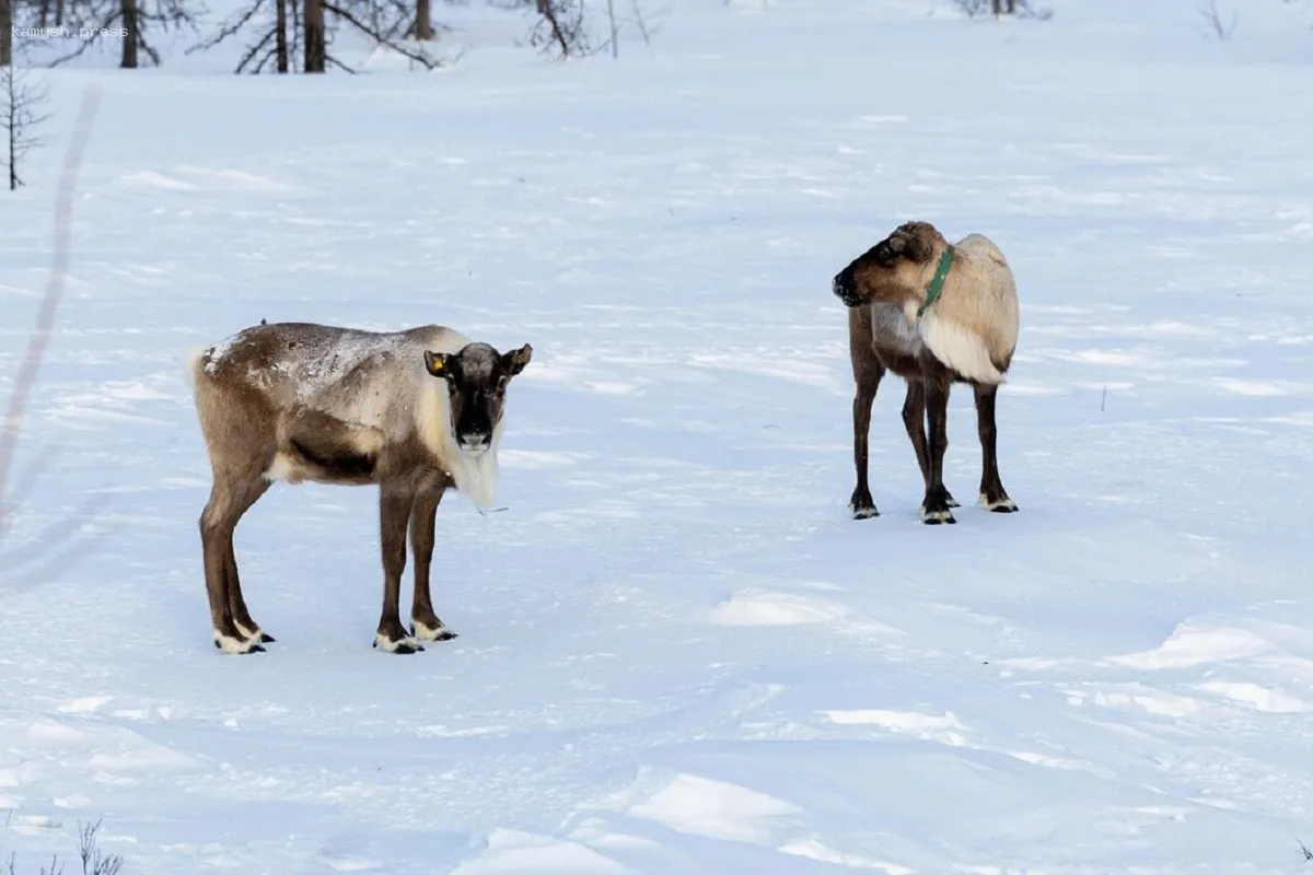 В Ямальском округе наблюдается ледяное покрытие на оленеводческих угодьях