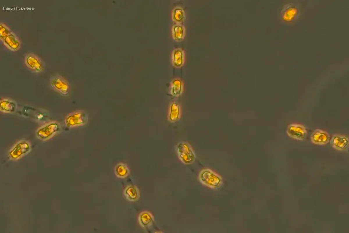 Исследователи возродили 7000-летние водоросли со дна Балтийского моря