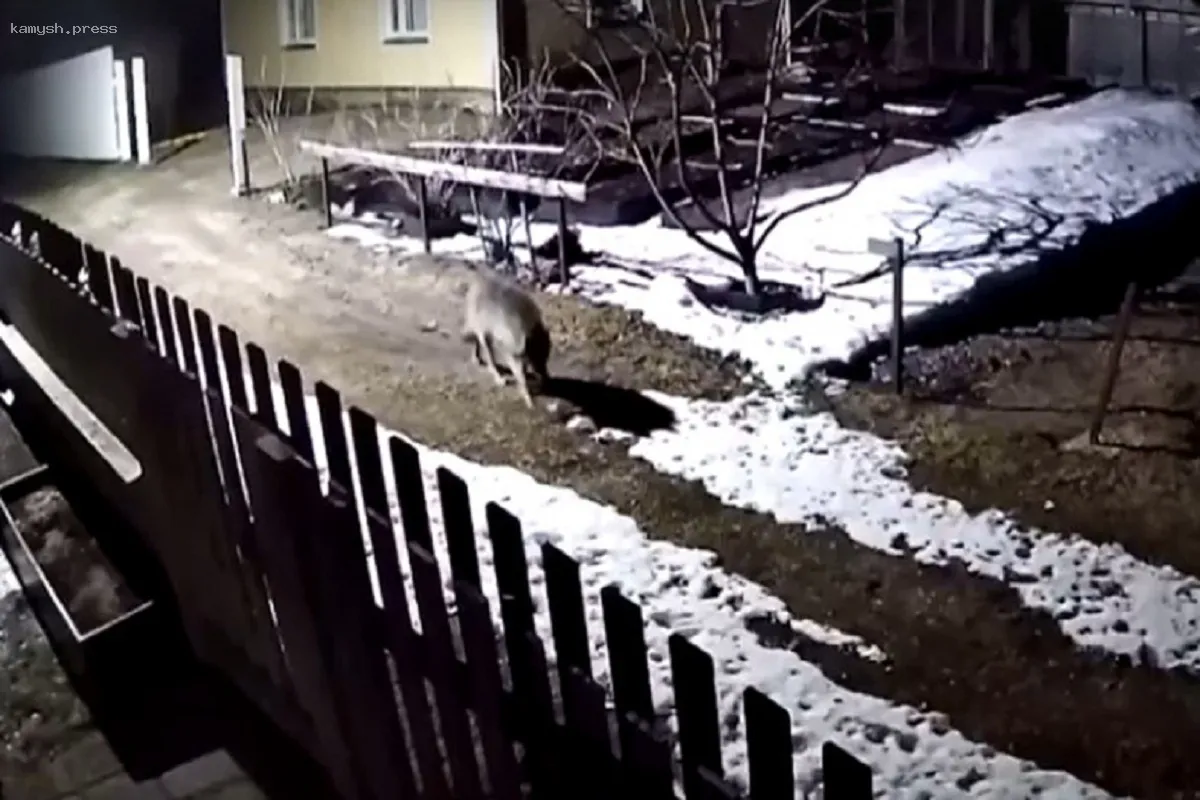 В Карелии в СНТ «Кимасозеро» замечен одинокий волк