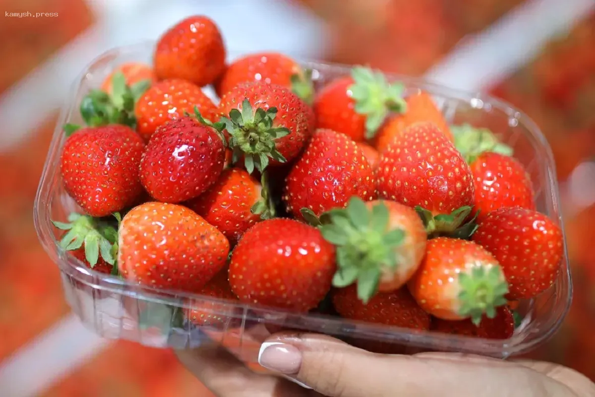 В Пермском крае стартовала продажа клубники из Кыргызстана