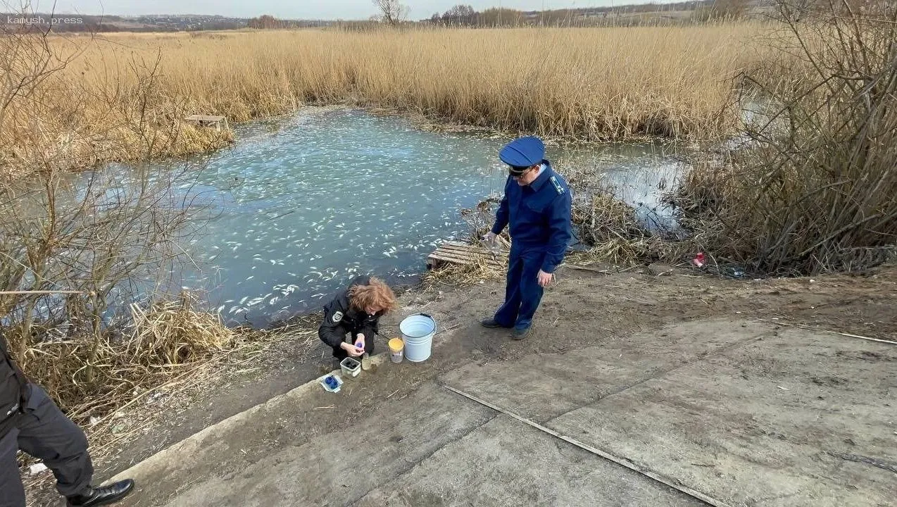 Прокуратура расследует причины массовой смерти рыбы в реке рядом с Белгородом